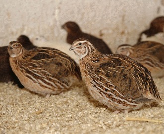 Prepelita Japoneza (Coturnix Qualis)