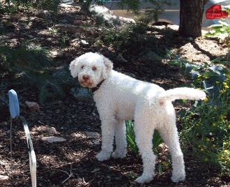 Lagotto romagnolo – cautatorul de trufe