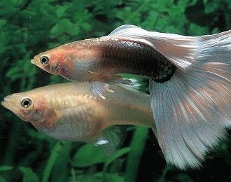 Inmultirea pestilor Guppy