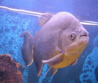 Pacu – falsul piranha