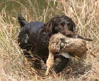 Boykin spaniel – cainele de ciocolata