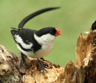 Pintail Whydah sau Cinteza Vaduva