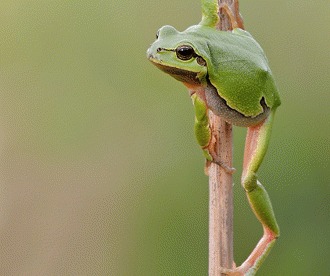 Brotacelul de copac (Hyla arborea)