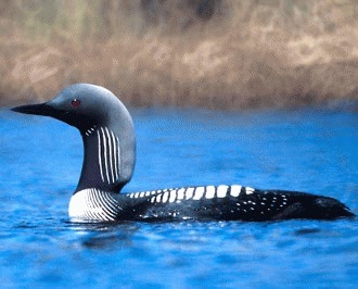 Cufundarul de Pacific (Gavia pacifica)