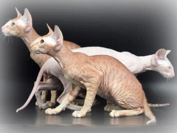 Peterbald, sau Orientala cu par scurt