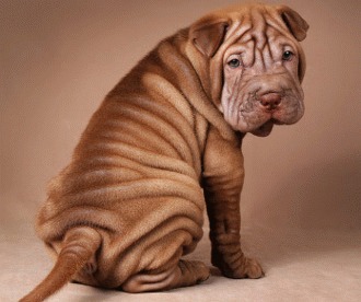 Ingrijirea pielii la Shar-pei