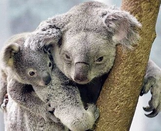 Koala (Phascolarctos cinereus)