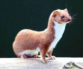 Nevastuica (Mustela nivalis) – fiara suava