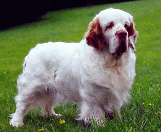 Clumber spaniel – febletea aristocratiei