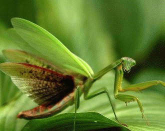 Calugarita, un animal de companie aparte