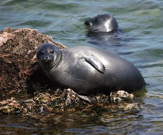 Foca de Baikal (Pusa sibirica)