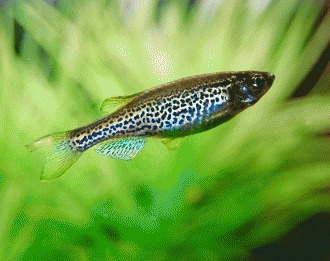 Danio rerio – pestele zebra