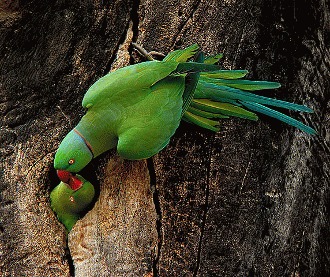 Papagalul Marele Alexandru (Psittacula eupatria)