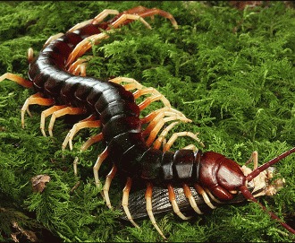 Centipede – Peruvian Giant