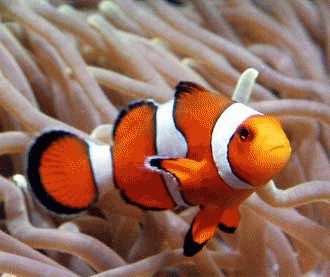 Pestele clovn (Amphiprion ocellaris)