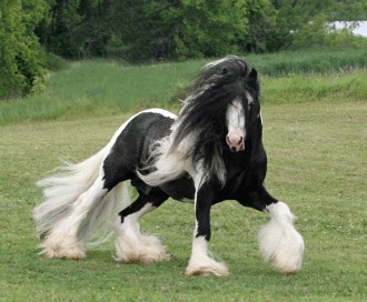 Rasa de cai Gypsy Vanner – frumusete si mandrie