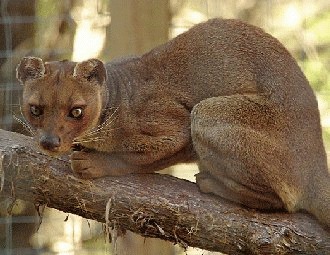 Fossa (Cryptoprocta ferox)