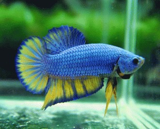 Betta splendes – varietati de forma a cozii si inotatoarelor