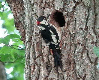 Ciocanitoarea pestrita mare (Dendrocopos major)