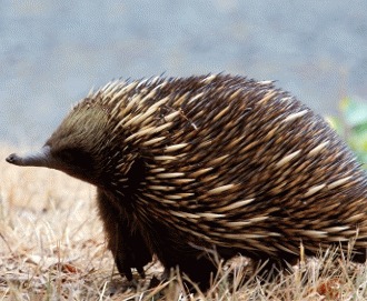 Echidna cu ciocul scurt (Tachyglossus aculeatus)