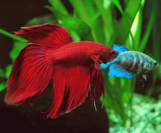 Betta splendens in acvariul comunitar