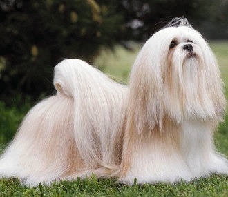 Rasa de caini Lhasa apso – neinfricatul tibetan