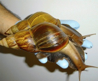 Florida sub asediul melcilor gigantici (Achatina fulica)