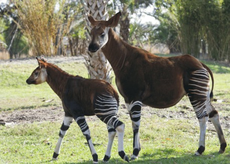 Okapi, un animal misterios (Okapia johnstoni)