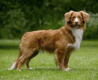 Nova Scotia Duck Tolling Retriever