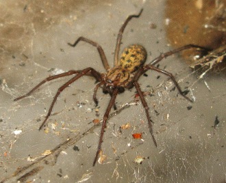 Paianjenul comun (Tegenaria domestica)