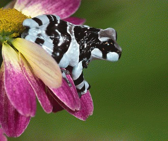 Amazon milk frog (Trachycephalus resinifictrix)