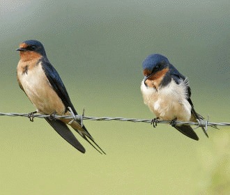 Randunica de hambar (Hirundo rustica)