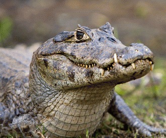 Caimanul (Caiman crocodilus)