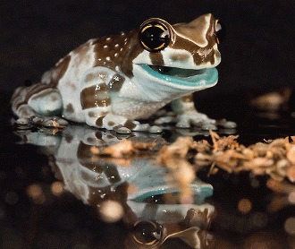 Amazon milk frog – ghid de ingrijire