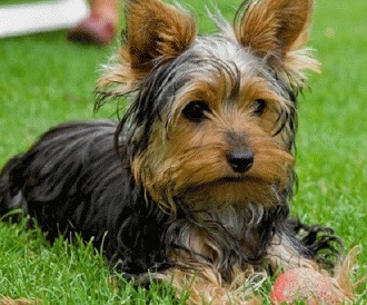 Ingrijirea unui Yorkshire Terrier