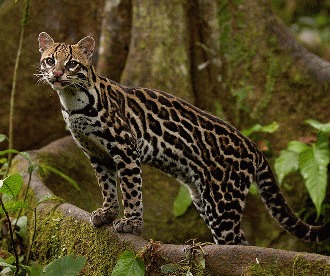 Ocelotul (Leopardus pardalis)