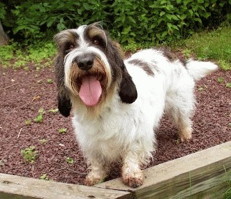 Petit Basset Griffon Vendéen – cel mai vesel catel