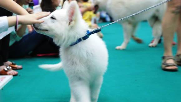 Evenimentele pe care nu trebuie sa le ratezi la PetExpo 2014