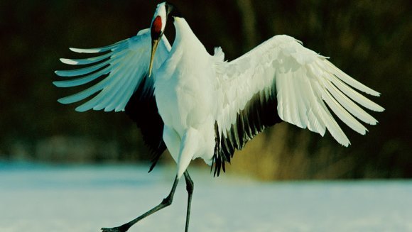 Un sanctuar al naturii în mijlocul unui război