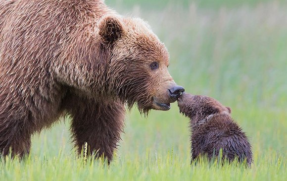 Cele mai mişcătoare momente cu animăluţele şi puii lor (Galerie Foto)