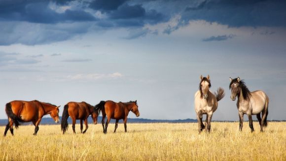 7 lucruri fascinante pe care nu le ştiaţi despre cai