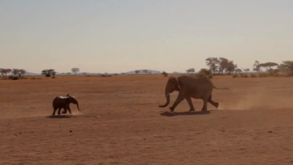 Întâlnirea emoționantă dintre un pui de elefant și mama lui