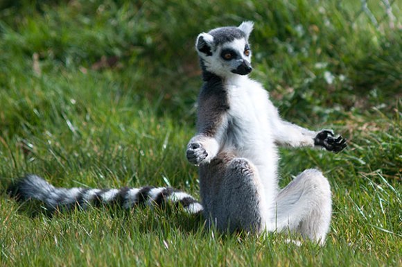 20 de animale care ne învaţă practicile yoga (Galerie Foto)