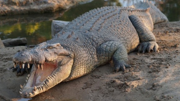 Crocodilul din “Stăpânul Inelelor”?