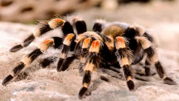 10 lucruri interesante despre tarantule