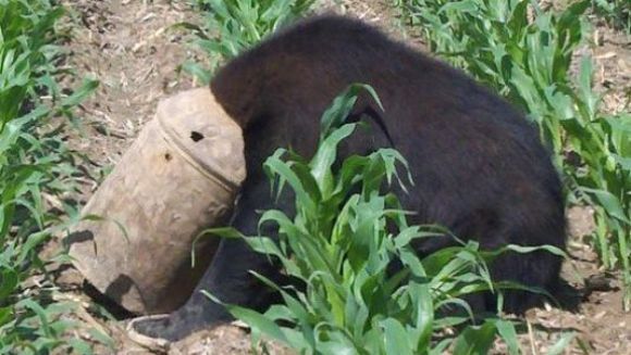 Ursul păcălit de… o găleată cu lapte