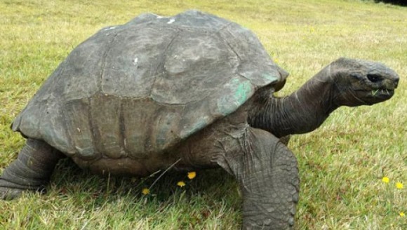 Care este cel mai bătrân animal din lume?