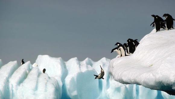 10 lucruri fascinante despre pinguini