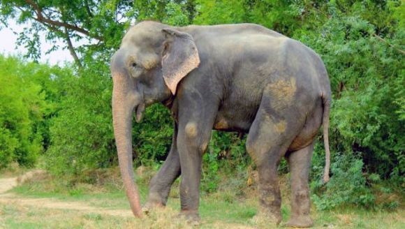 Un elefant torturat timp de 50 de ani a plâns de fericire când a fost salvat