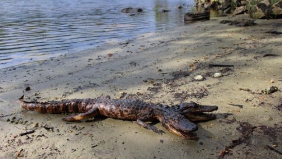 Aligator cu două capete?